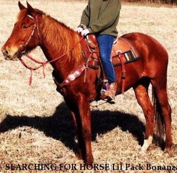 SEARCHING FOR HORSE Lil Pack Bonanza, Near schoharie, NY, 12157